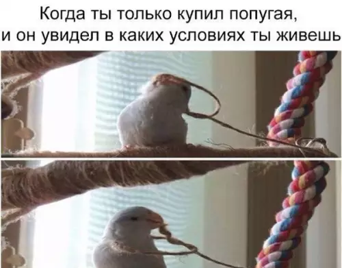 Смешная картинка №194681
