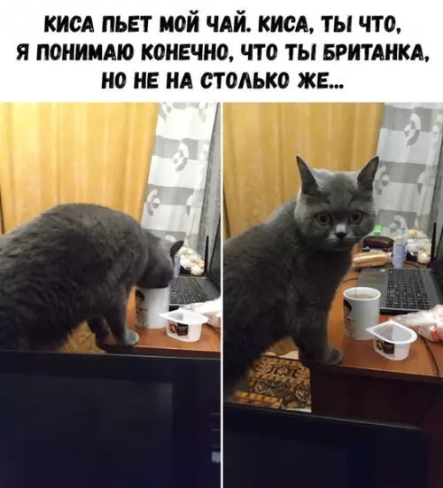 Смешная картинка №323179 кошки