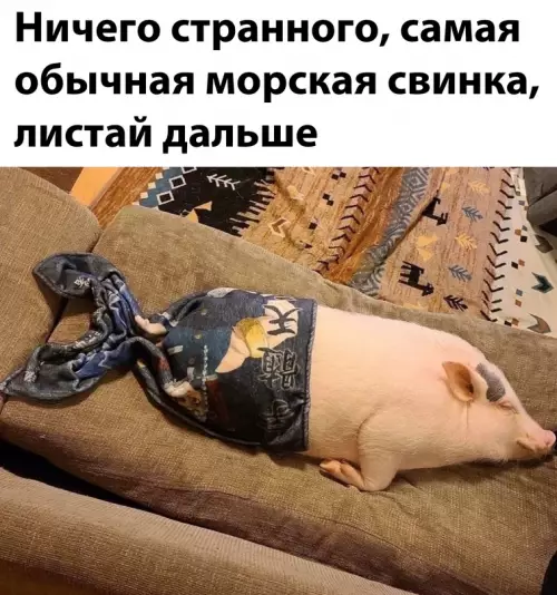 Смешная картинка №672230