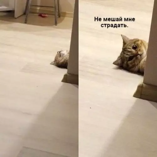 Смешная картинка №786206