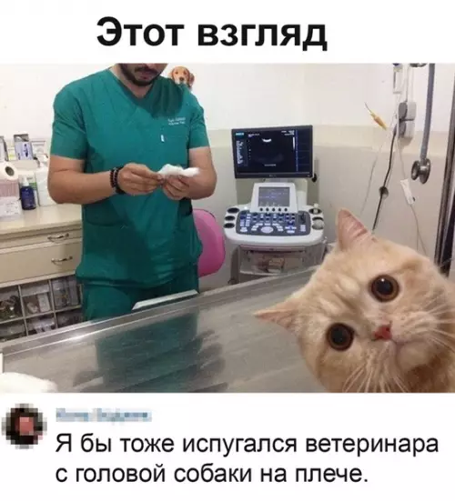 Смешная картинка №494339 Бедный котик