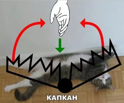 Смешная картинка №215370 коты