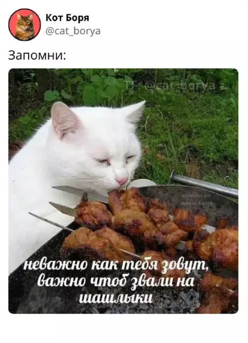Главное правило жизни от кота Бори 🍖 - Запомни: неважно как тебя зовут, важно чтоб звали на шашлыки