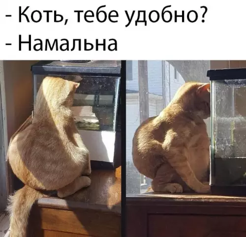 Смешная картинка №473967 кошки, кот