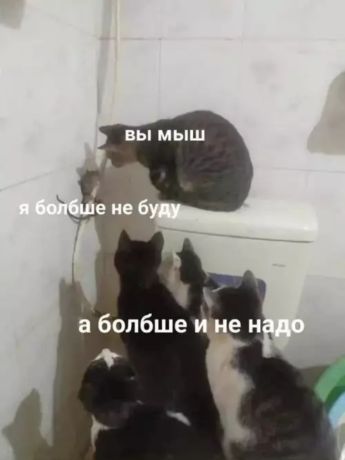 Смешная картинка №661187 Дoпpoc c пpиcтpacтиeм коты