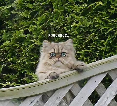 Смешная картинка №589029 "Я просто жарил рыбов на гриле на заднем дворе, как вдруг появился он" про рыбов, кошки вы продаете рыбов
