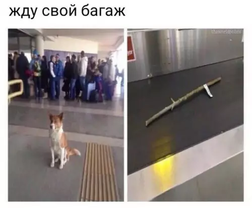 Смешная картинка №223943