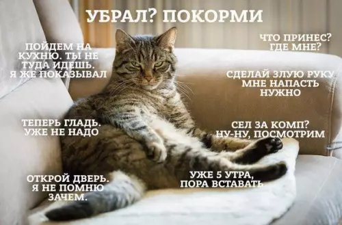 Смешная картинка №195517 Кот, как он есть. коты