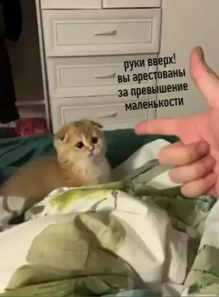 Смешная картинка №529402