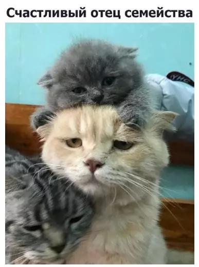 Смешная картинка №256332 Кот, кошки