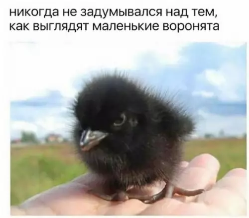 Смешная картинка №254008