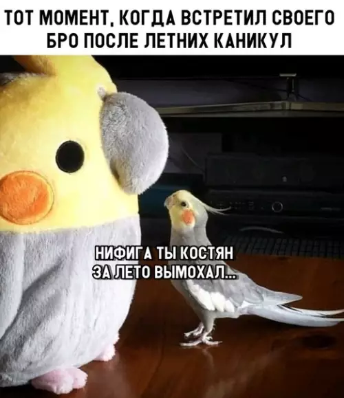 Смешная картинка №300959