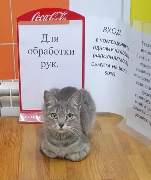 Главный охранник чистоты 🐾 - Для обработки рук. ВХОД в помещение по одному человеку (наполняемость
