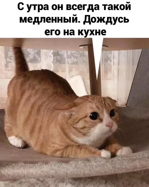 продолжение Смешная картинка №573944