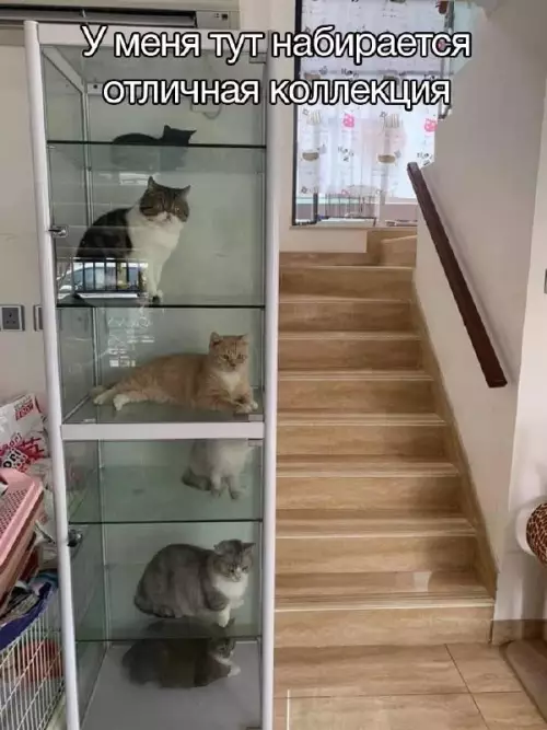 Смешная картинка №730267 Коты