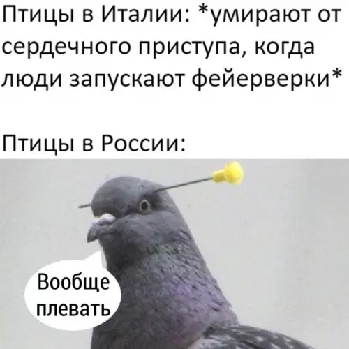 Смешная картинка №548145 Суровые русские птички