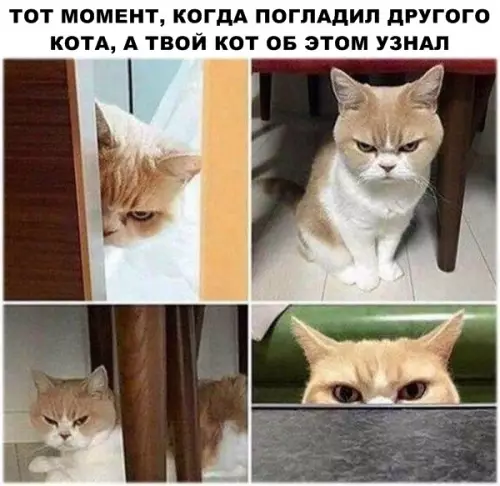 Смешная картинка №296892