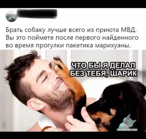 Смешная картинка №329520 собаки