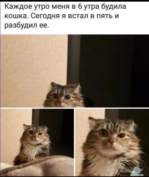 Смешная картинка №438472