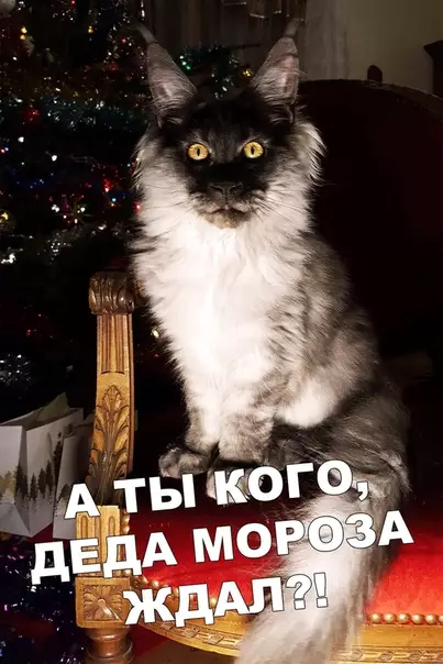 Смешная картинка №401540