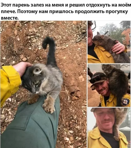 Смешная картинка №314490 коты