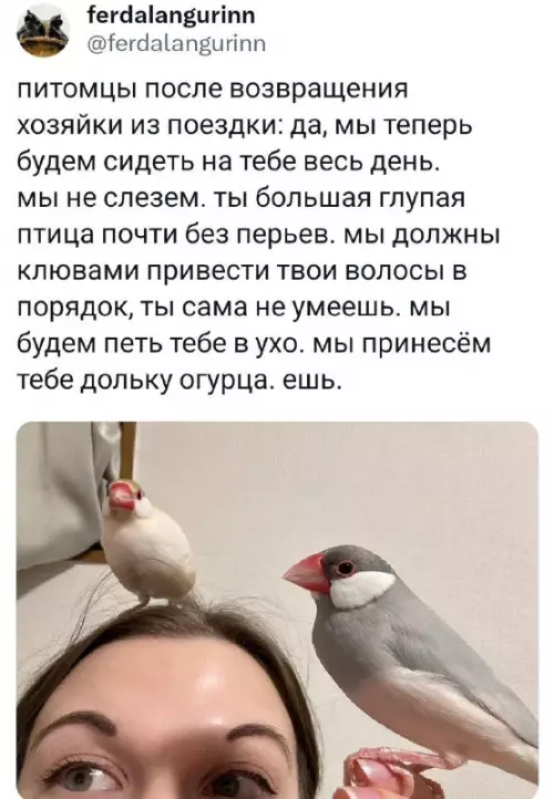Смешная картинка №746139 Забота домашние животные