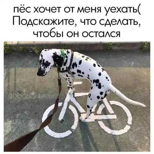 Смешная картинка №691356 Собаки