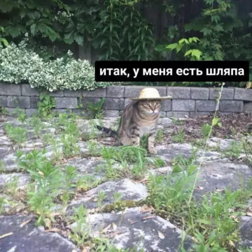 Смешная картинка №780575