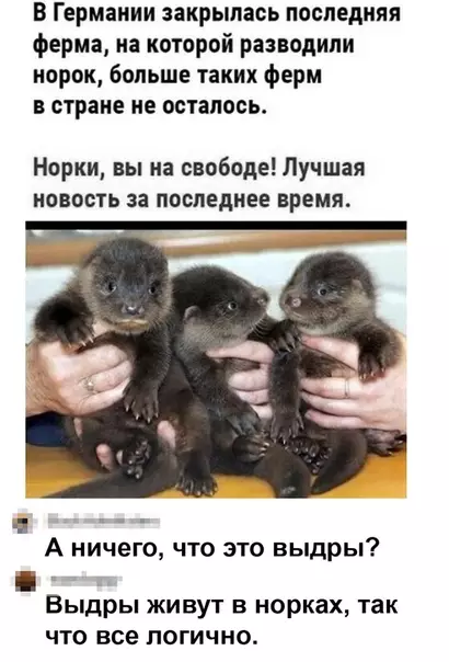 Смешная картинка №526015 Кому-то придется рассказать норкам, что они - выдры.