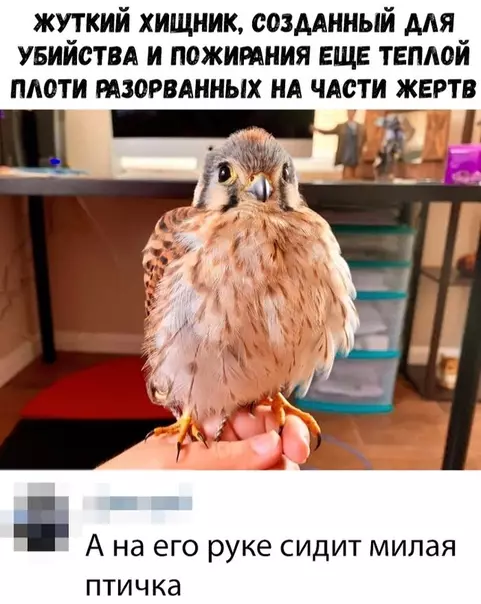 Смешная картинка №333942