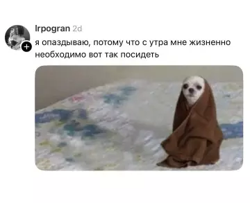 Утро начинается не с кофе, а с этого 🐶💤 - я опаздываю, потому что с утра мне жизненно необходимо вот