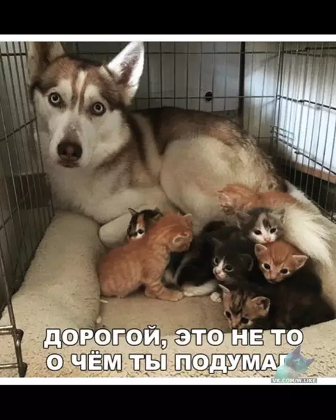 Смешная картинка №337897