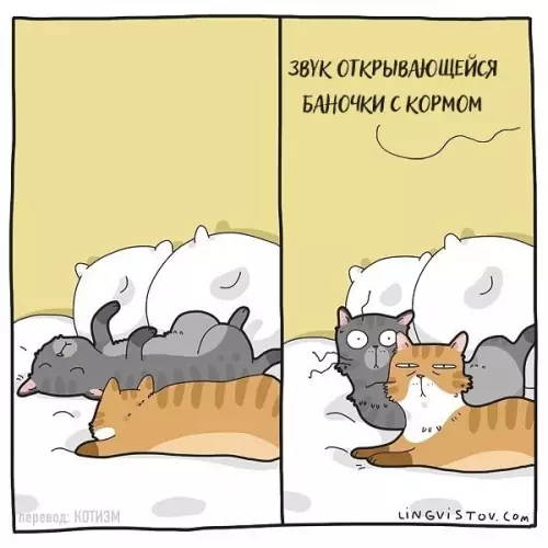 Смешная картинка №519796 Типичная жизнь с котом в картинках от Lingvistov