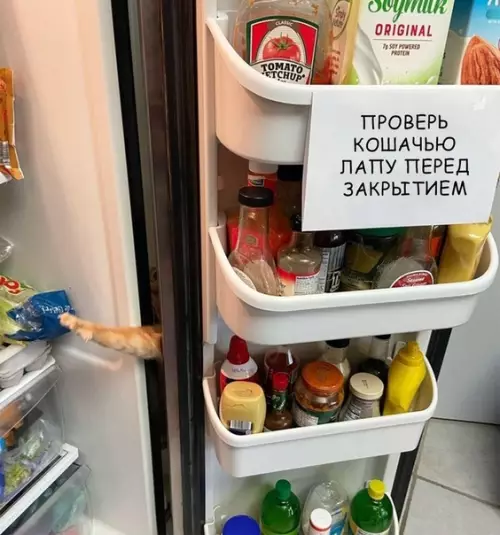 Смешная картинка №524122 Жизнь с котoм - то eщё вecелье.