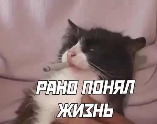 продолжение Смешная картинка №591533