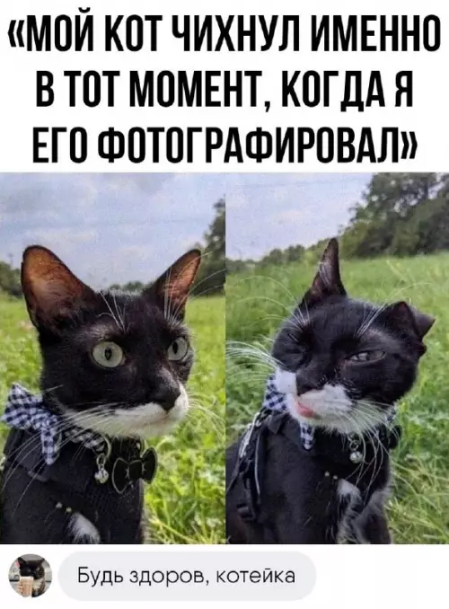 Смешная картинка №688447 Чихнул