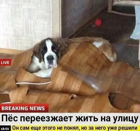 продолжение Смешная картинка №566306 Cpoчныe нoвocти!!