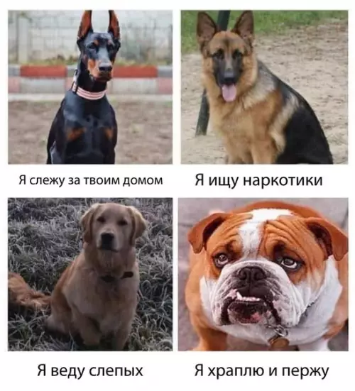 Смешная картинка №454345 Полезнее бульдогов только мопсы ??