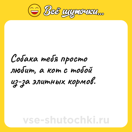 Шутка: Собака тебя просто любит, а кот с тобой из-за элитных кормов.