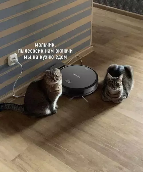 Смешная картинка №691043 Коты, пылесос
