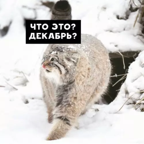 Смешная картинка №420449 Почему хорошо быть манулом