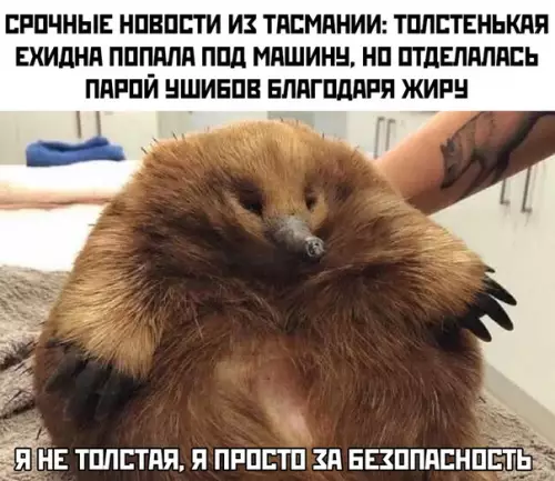 Смешная картинка №456297 животные