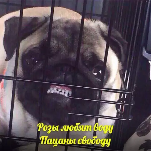 Смешная картинка №256450