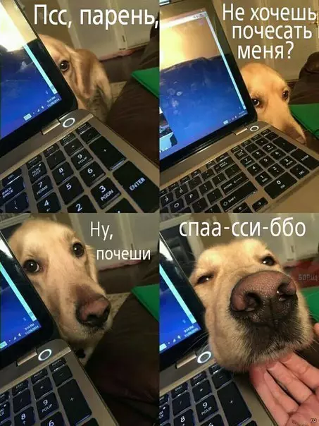 Смешная картинка №180161 собаки