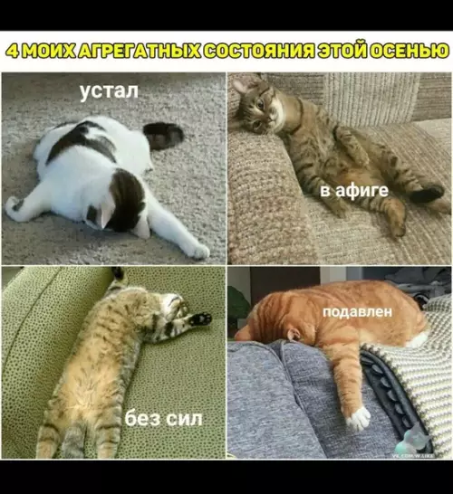 Смешная картинка №385692