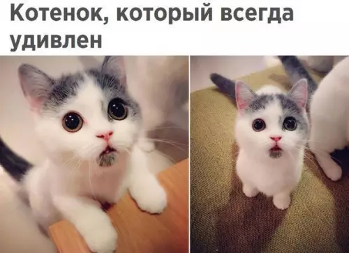 Смешная картинка №250946