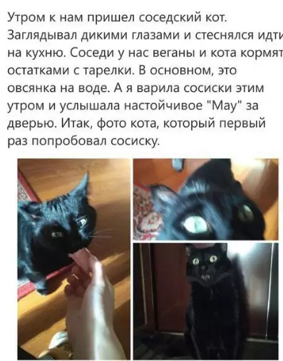 Смешная картинка №215304 кот, веганы