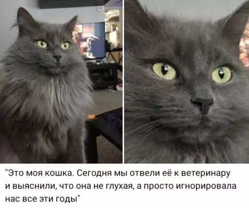 Смешная картинка №640375 А она не промах! кошки