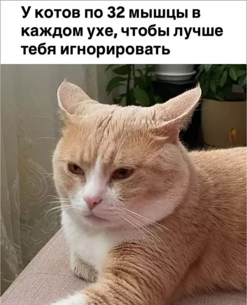 Смешная картинка №783353