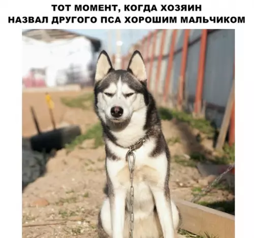 Смешная картинка №285658